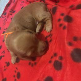 Boy 1 - Red male Dachshund puppy in Jackson, Mississippi from Doxies Galore