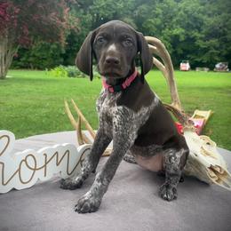 Pink Girl 3 - Liver roan female German Shorthaired Pointer puppy in Liberty, North Carolina from White Barn Kennels LLC