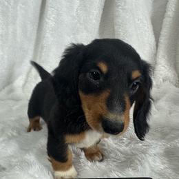 Black and Tan boy - Black and tan male Dachshund puppy in Alice, Texas from Crimson’s longhair Dachshunds