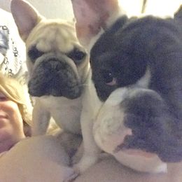 French Bulldog Puppies from Bouledogue Royal