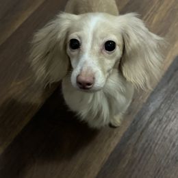 Trixie - Dachshund