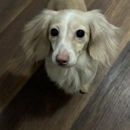 Trixie - Dachshund