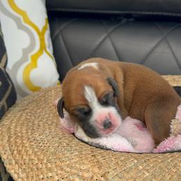 Brown - Fawn female Boxer puppy in Denver, Colorado from Yuni’s AKC Boxers