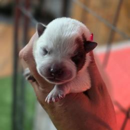 Maple - Red speckled female Australian Cattle Dog puppy in Red Bluff, California from 3R Ranch / Australian cattle dogs