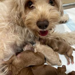 Cavapoo Puppies from SoCal Cavapoos