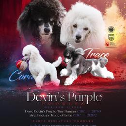 Poodle puppies from Devin’s Purple Poodles
