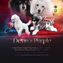 Poodle puppies from Devin’s Purple Poodles