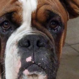 Yeti - Boxer