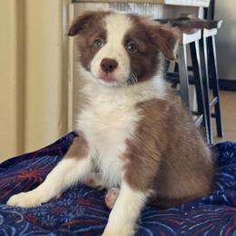Chocolate male ( vet check done) - Chocolate male Border Collie puppy in Apple Valley, California from Flying S Ranch Border Collies