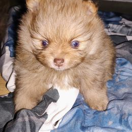 Pomeranian and Shetland Sheepdog Puppies from K&A Little Wonder's