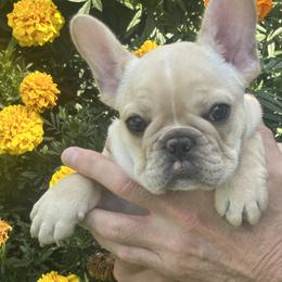 Fawn boy - Fawn male French Bulldog puppy in Charlestown, Indiana from Peche Mignon French Bulldogs