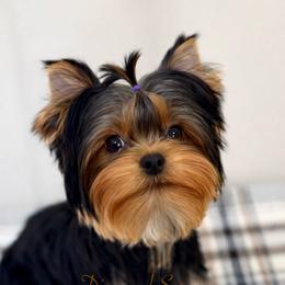 Edmund - Blue and gold male Yorkshire Terrier puppy in Placerville, California from Diamond Springs Boutique