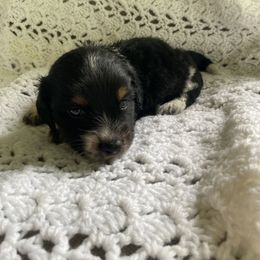 Buck - Piebald male Dachshund puppy in Grove, Oklahoma from A&W Doxies
