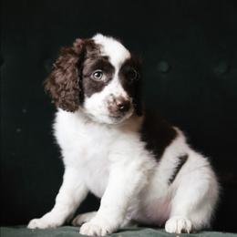 Esme - Brown and white female Aussiedoodle puppy in Millville, California from Hope Lane Kennels