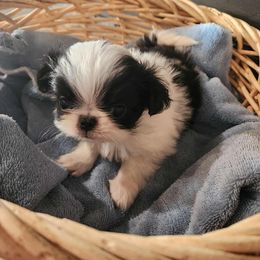 Boy 2 - Black and white male Japanese Chin puppy in Summerset, South Dakota from Rochan’s Japanese Chins