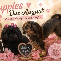Snickers - Chocolate male Shih Tzu puppy in Victorville, California from Californiadreamyshihtzus