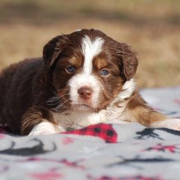 Miniature Australian Shepherd Puppies from Another Day Kennel at Cassel Ranch