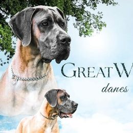 Great Danes from Great Wood Danes