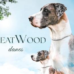 Great Danes from Great Wood Danes