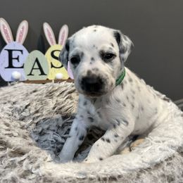 Green - White and black Dalmatian puppy in Lafayette, Louisiana from Zydeco Dalmatians