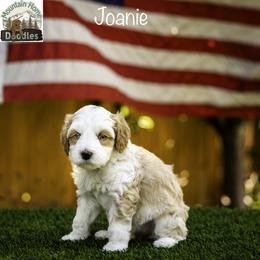 Joanie - Apricot female Australian Labradoodle puppy in Cashmere, Washington from Mountain Home Doodles