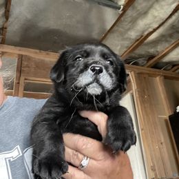Labrador Retriever Puppies from Rosewood Retrievers Inc