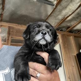 Labrador Retriever Puppies from Rosewood Retrievers Inc
