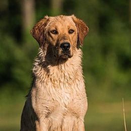 Maggie - Labrador Retriever