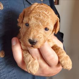 Rosemary Small Mini Poodle - Apricot female Poodle puppy in Falcon, Missouri from Cedar House Heritage Poodles | AKC Toy & Miniature Poodle Puppies Raised in Home