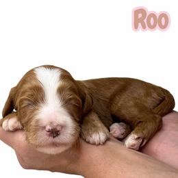 Roo - Red female Australian Labradoodle puppy in Upland, California from Kings Labradoodles