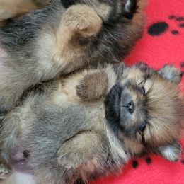 Pomeranians from JC Pomz