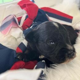 Jersey - Light Pink Girl - Black female Miniature Schnauzer puppy in Oneonta, Alabama from Murphree Valley Kennels