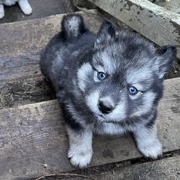 Siberian Husky Puppies from Addison Grove Huskies