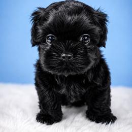 Pantera - Black male Shih Tzu puppy in Hialeah, Florida from Jolie glz
