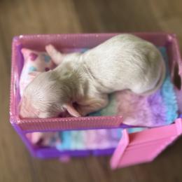 Sky's snowy cream pie - Cream female Dachshund puppy in Mooresboro, North Carolina from Walker Family Pups