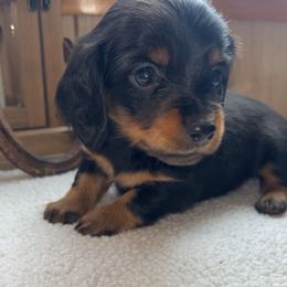 Dachshund Puppies from Bootheel Doxies