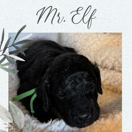 Mr  Elf - Black male Poodle puppy in Dayton, Texas from Wolfe Island Poodles