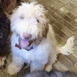 Arthur - Goldendoodle
