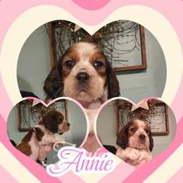 Candycane (Now Annie) - Liver white and tan female English Springer Spaniel puppy in Westover, Maryland from Sterling's springer Haven
