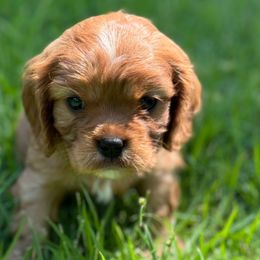 DOPEY - Ruby Cavalier King Charles Spaniel puppy in Awendaw, South Carolina from Just A Little Cavalier