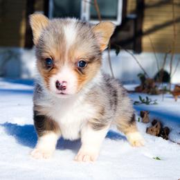Thumper - 2500 - male Pembroke Welsh Corgi puppy in Star City, Arkansas from T4 Farms