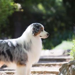 Pax - Australian Shepherd