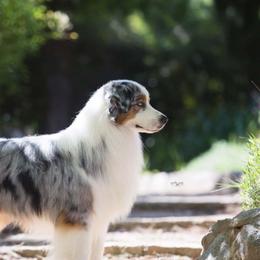 Pax - Australian Shepherd
