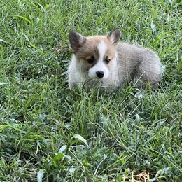 Honey - Red female Pembroke Welsh Corgi puppy in Griffin, Georgia from Rollnoaks & Cottontail AKC Pembroke Welsh Corgis