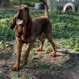 Bronc - Liver and tan male Bloodhound puppy in Inman, Nebraska from Sandhill Hounds of Nebraska