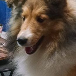 Shetland Sheepdog All Grown Up from MESA Shelties