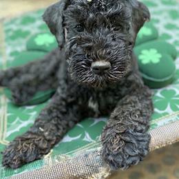 Miss Violet - Blue and black female Kerry Blue Terrier puppy in Gainesville, Virginia from Cross the Rubicon KBT & Trebol SCWT