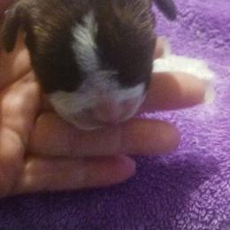 Girl 2 - Brindle female Boxer puppy in Shelbyville, Tennessee from Layne's Boxers