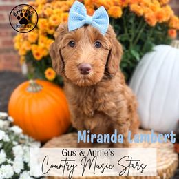 Miranda Lambert - Red  female Goldendoodle puppy in Anderson, South Carolina from Brinkerhoff Doodle Farm