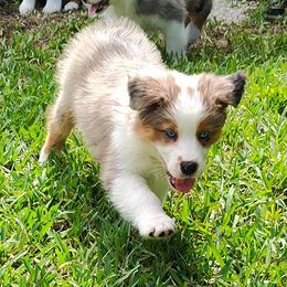 Dottie - Blue merle female Australian Shepherd puppy in Fort Lauderdale, Florida from Burning Heart Aussies